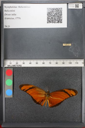 Media type: image;   Entomology 115396